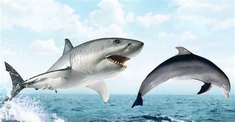 Male Great White Shark Chases A Dolphin By Pyro Raptor On Deviantart