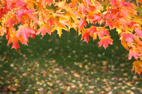 Free Images Nature Branch Fall Flower Foliage Red Colourful