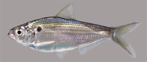 Threadfin Shad - Discover Fishes