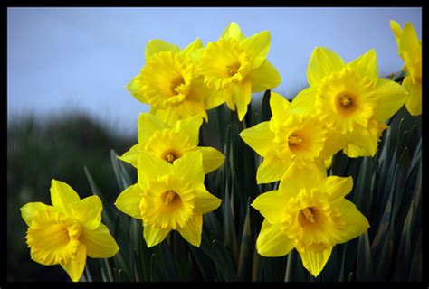 Spring has officially sprung, ushering in the time of year when flowers bloom and gardens overflow with bright colors. 1227 Brewing: Spring Saison