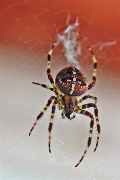 They are plumping up and getting ready to leave behind an egg sac for the next season. East Gwillimbury CameraGirl: Orb Weaver/ Macro Monday