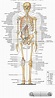 Pin by Moni on Human figure drawing & anatomy reference | Human ...