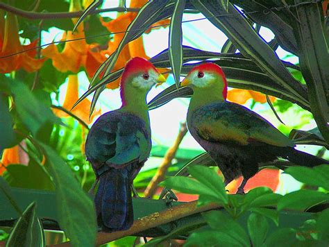 Тропические Птицы Фото Telegraph