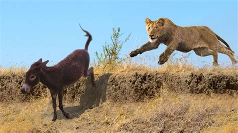 Lions Hunting Donkey Craziest Animals Assault On Digicam Youtube