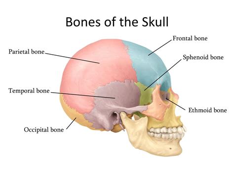 Ppt Bones Of The Skull Powerpoint Presentation Free Download Id5335772