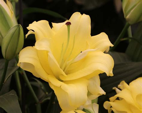 Lilium Oriental Hybrids Gardensonline