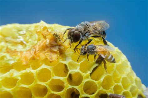 Drone Vs Worker Bee Pass The Honey Pass The Honey