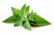 Peppermint Essential Oil