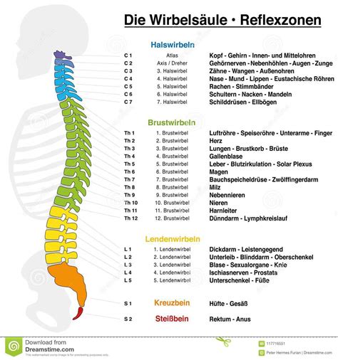 1 255 просмотров 1,2 тыс. Backbone Reflexology Chart German Names Stock Vector - Illustration of numbers, human: 117716551