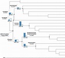 Gene losses and gains along key branches of the Laurasiatheria ...