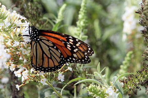Monarch Butterflies In South Texas