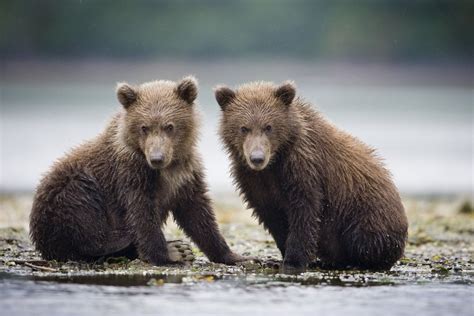 Grizzly Bear Cubs At Geographic Harbor In Katmai National Park Posters