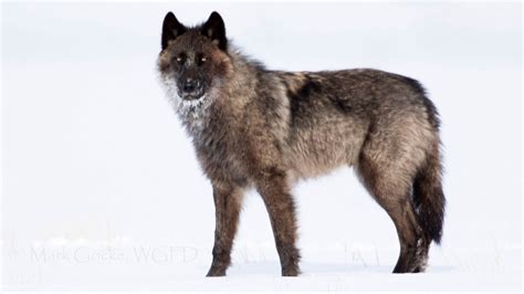 Wyoming Wolf Population Estimated At 311 Rocky Mountain Elk Foundation