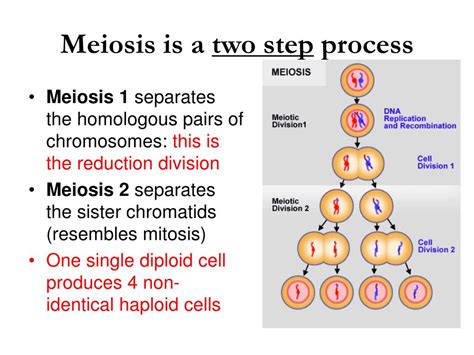 Ppt Meiosis 10 Th Grade Powerpoint Presentation Free Download Id