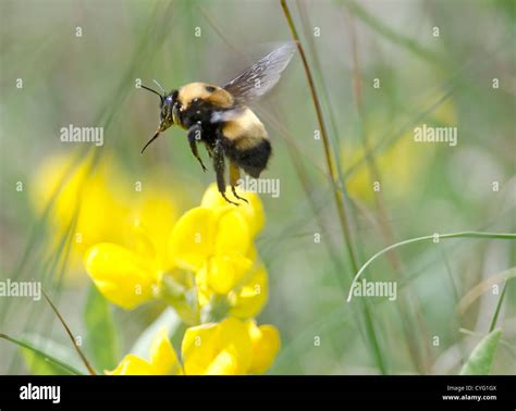 Bumble Bee In Flight Stock Photo Alamy