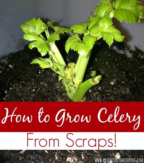 How To Grow Celery From Scraps