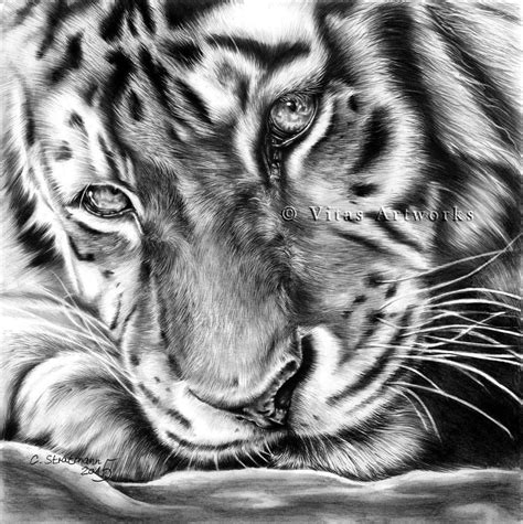 Tiger Graphite Bleistift Cm X Cm From Reference Photo By