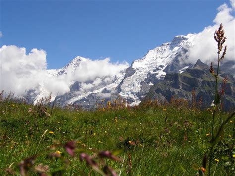 Swiss Alps Swiss Alpine Meadow By Rutger Tuller Flickr Photo