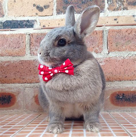 Red And White Bow Tie Pet Rabbit Bow Tie Pet Rabbit Bows Etsy