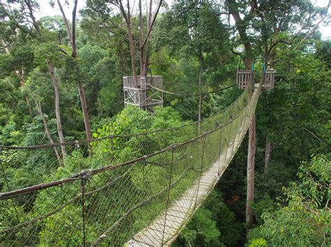 Carl Fakaruddin Memacu Andrenalin Berjalan Di Canopy Bridge Bukit