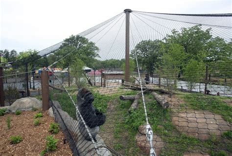 Photos The Como Zoos New 11m Gorilla Forest Exhibit Minnesota