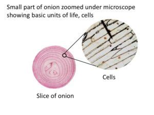 What are the characteristics of these two organelles? CHARACTERISTICS OF LIVING AND NONLIVING THINGS » Selftution