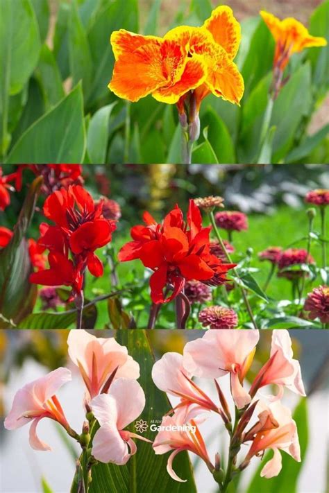 Canna Lily Varieties 33 Different Types Of Canna Lilies Artofit