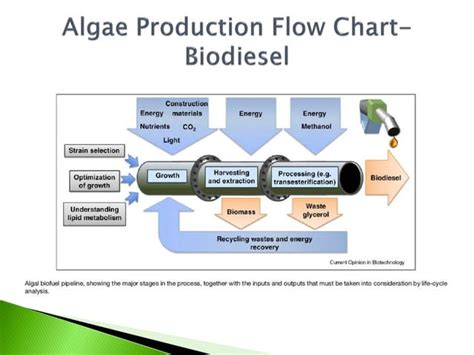 Biofuels And By Products From Algae