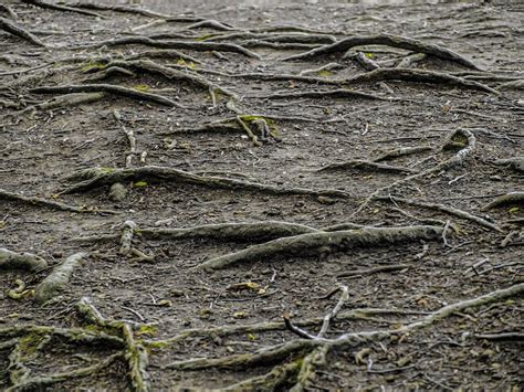 Julien rootstocks produce a tree which is substantially smaller than plum trees grown on their own roots. Vancouver Preventative Tree Care | Invasive Roots ...