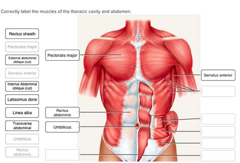 Solved Correctly Label The Muscles Of The Thoracic Cavity Chegg Com