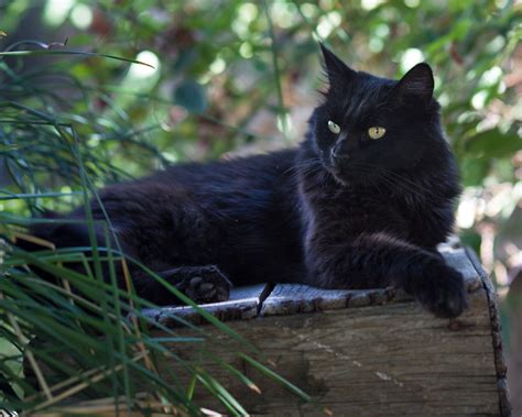You're in the right place. 20 Absolutely Adorable & Hilarious Black Cat Names - CatVills