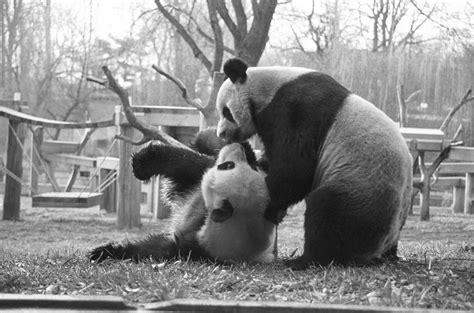 Celebrating 50 Years Of Giant Pandas At The Smithsonians National Zoo