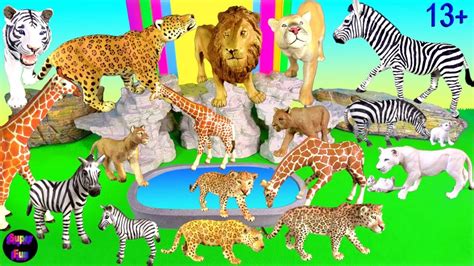 Big Cat Week 2021 Lion Tiger Jaguar Puma Giraffe Zebra Youtube