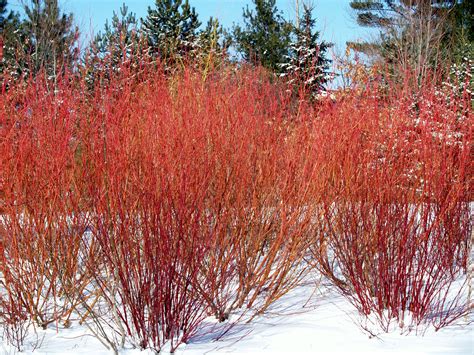 Cardinal Red Twig Dogwood Knechts Nurseries And Landscaping