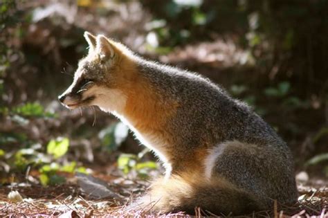 Grey Fox Western North Carolina April Johnson Photography Flickr