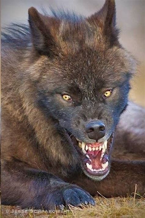 Pin By Josiah Pinz On Beasts And Men Scary Wolf Wolf Dog Animals Wild