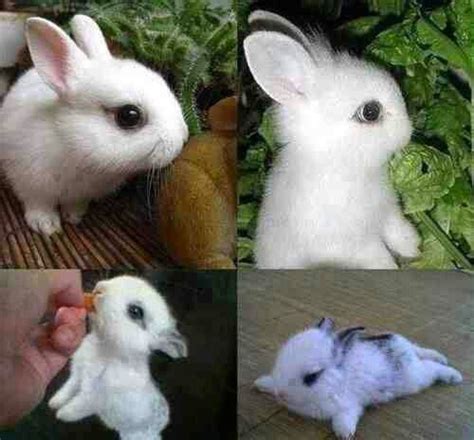Cutest Bunny Ever Cute Baby Bunnies Rabbit Breeds Cute Animals