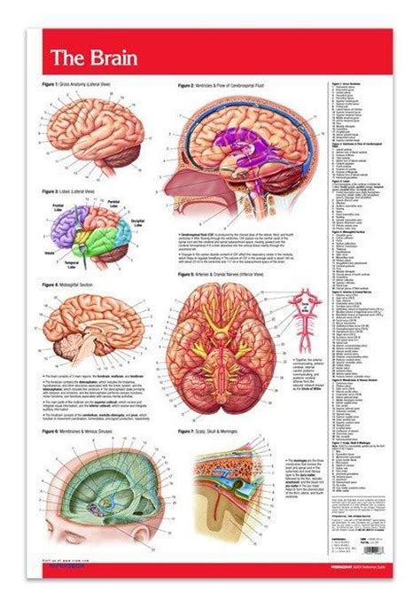 The Brain Poster Clinical Charts And Supplies