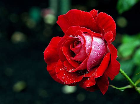 Bilder Von Rot Rose Blumen Tropfen Nahaufnahme