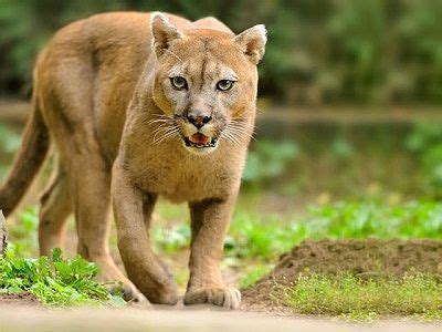 Maybe you would like to learn more about one of these? ¿Que Come el Puma? -【 ¿De que se alimenta?
