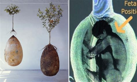 These Organic Burial Pods Turn Dead Bodies Into Trees Awareness Act