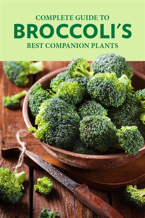 A Guide To Broccoli Companion Plants Properly Rooted Modern Design