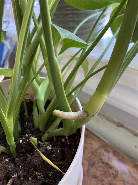 What Is Growing On My Monstera Deliciosa Rplantclinic