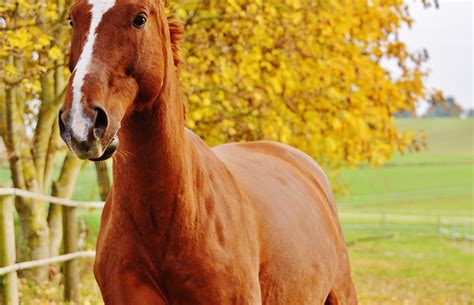 Close Photo Brown Horse On Green Field Free Image Peakpx
