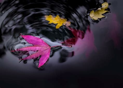 Free Photo Floating Leaves