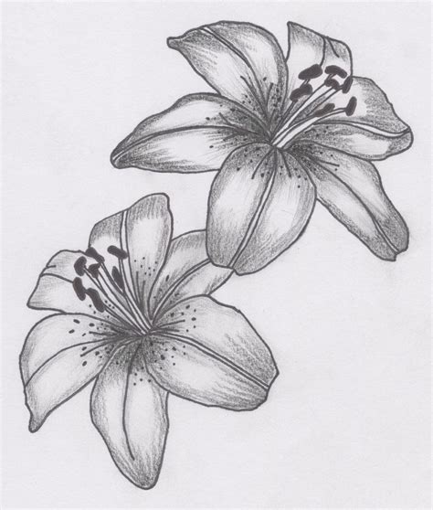 Tatto Flower Drawings For Tattoos Lily Flower Tattoo Designs Can