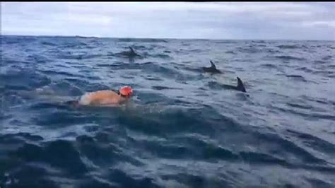Pod Of Dolphins Saves Swimmer From Great White Shark Video Abc News