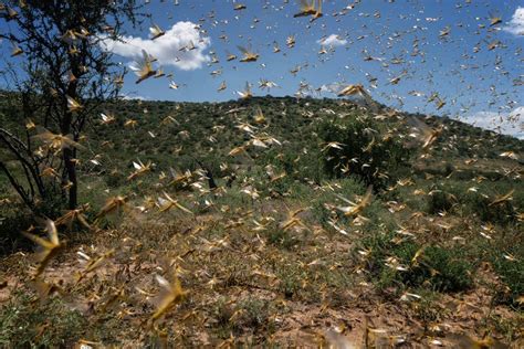 Photos The Locust Swarms Of 2020 The Atlantic