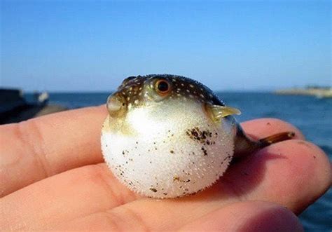 Baby Blowfish Aww