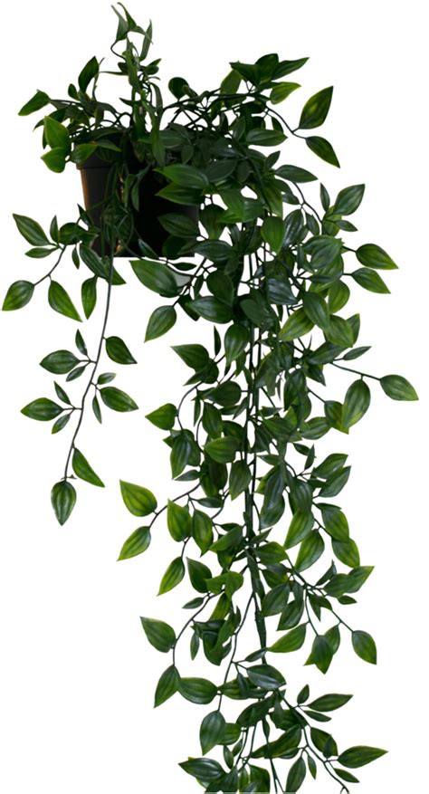Hanging Plant Png Free Transparent Png Download Pngkey